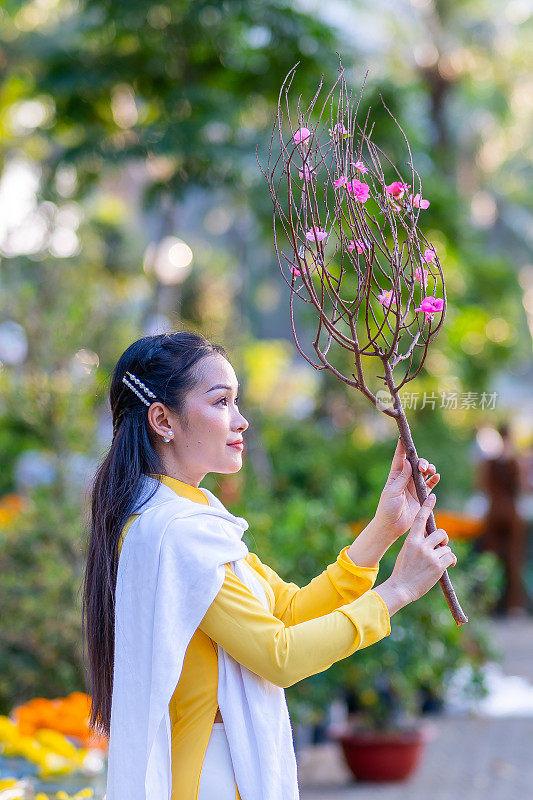 越南女孩穿着传统的ao dai服装，手持花枝在越南享受新年。春节和新年。